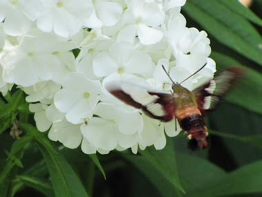 Hummingbird Moth