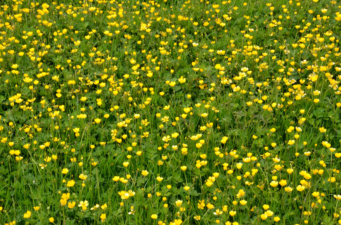 North Fife Buttercups North Fife
