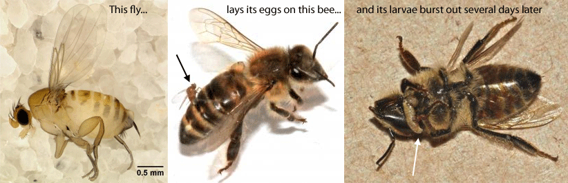Bee_fly_parasite_apocephalus_borealis.gif