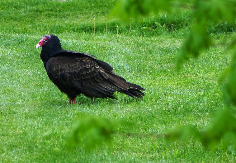 Turkey Vultures Roosting Turkey Vultures