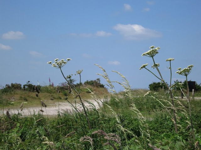 White, umbeliferours flowers, grass, thistle etc. in front of dry white track and blue sky with small clouds.