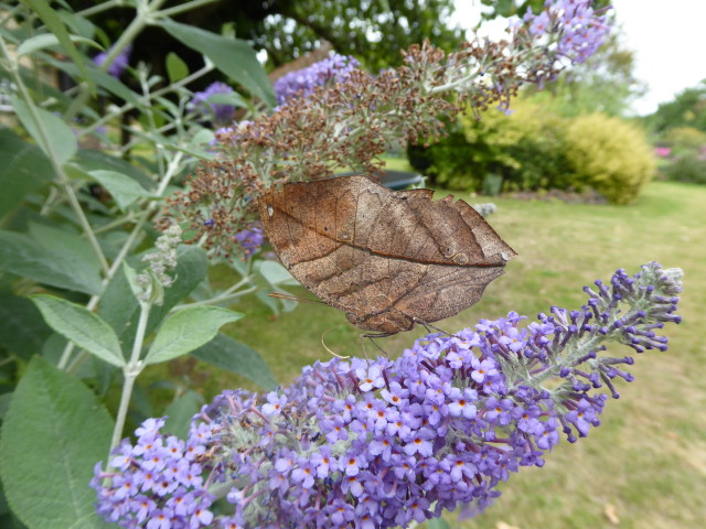 Alfalfa Mosaic Virus Ornamentals Hotline