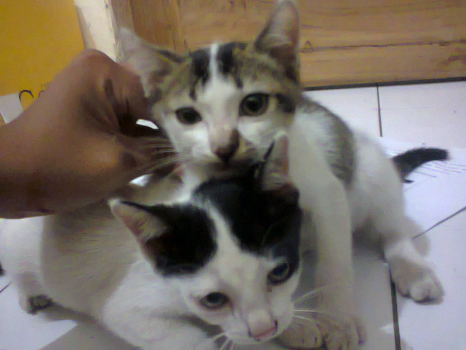 Diary Lova Si Ganteng Si Cantik