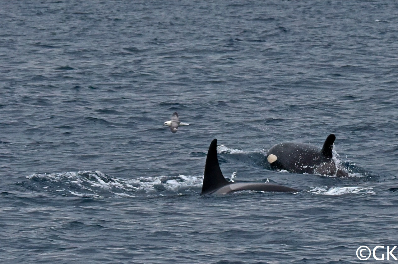 Schwertwale (Orcinus orca) bei der Jagd.