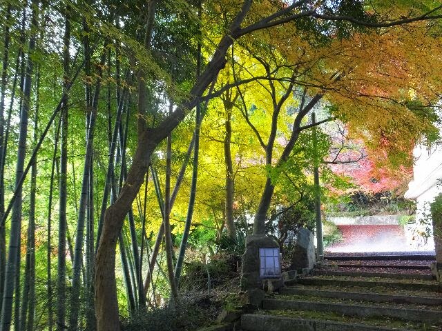 山門の入り口で竹林の緑と黄色とオレンジがマッチして美しかった。 山門の入り口で竹林の緑と黄色とオレンジがマッチして美しかった。