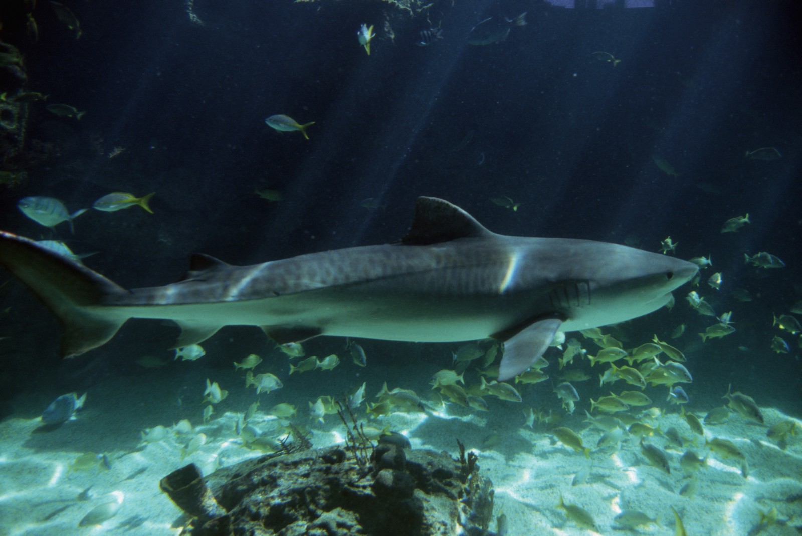 new shark photo desktop new shark photo desktop
