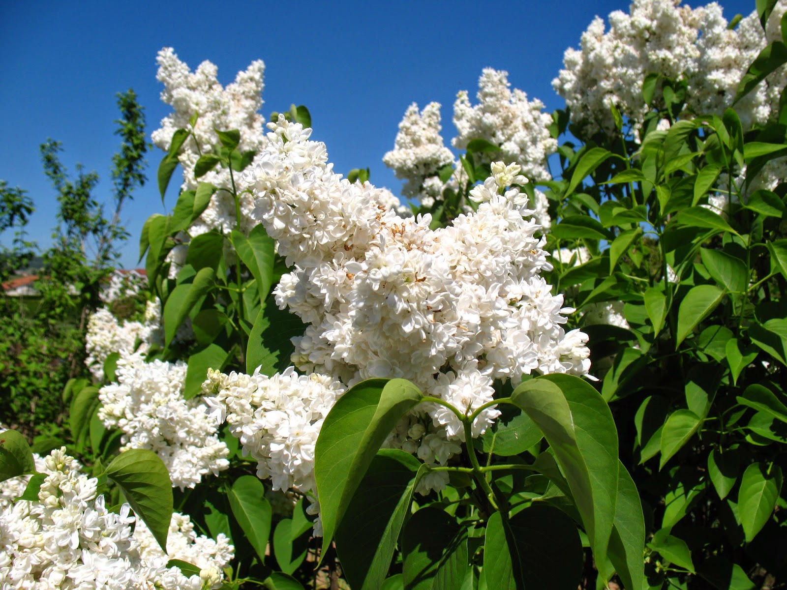 Roses Du Jardin Cheneland