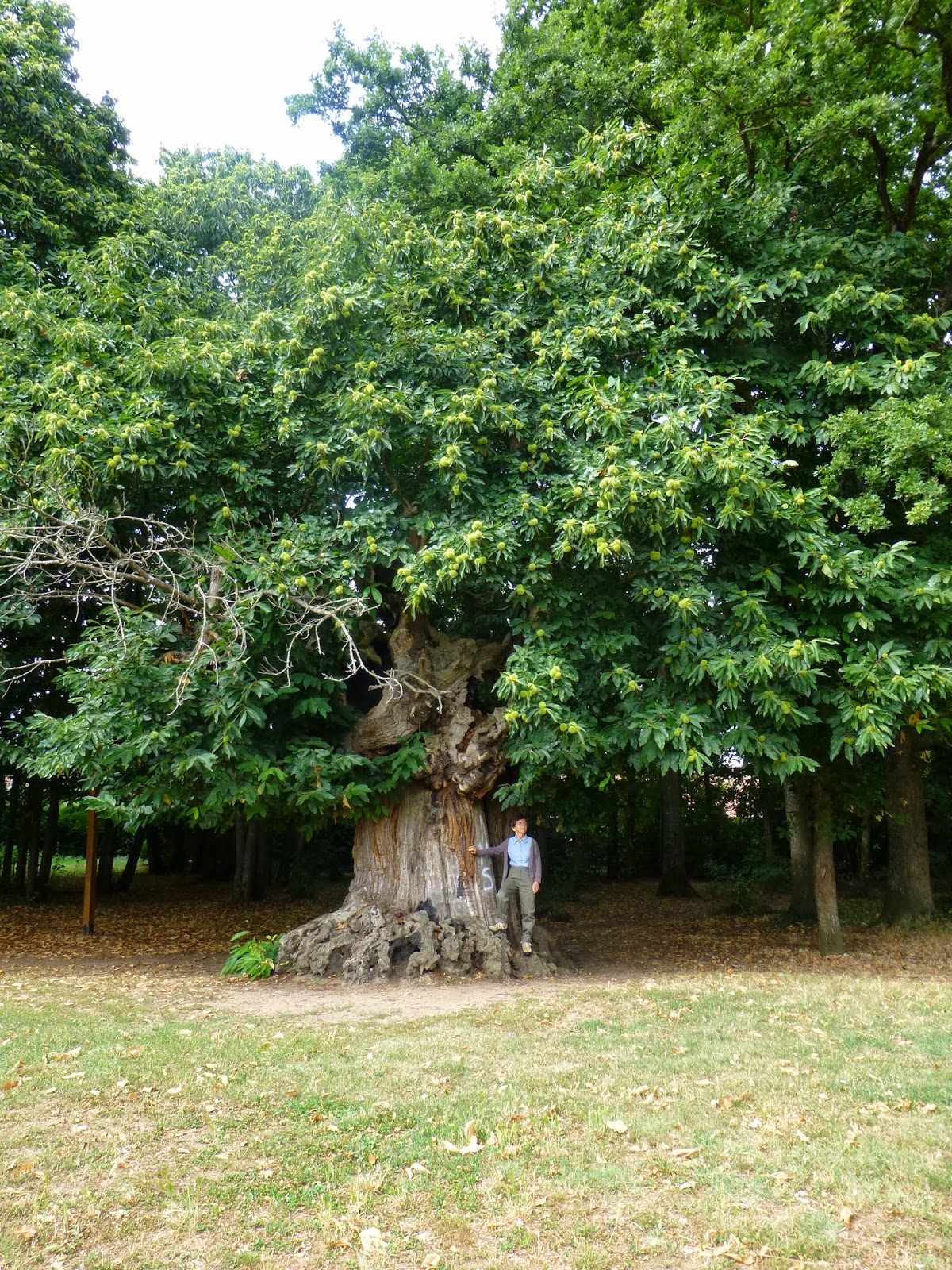 Arbres remarquables en Sarthe Le châtaignier