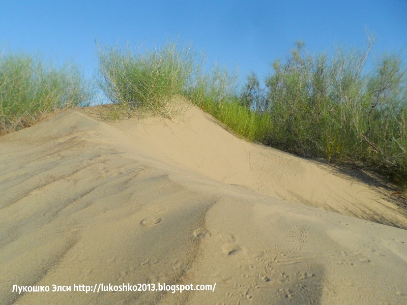 Песок на бархане совсем другой, чем на берегу озера