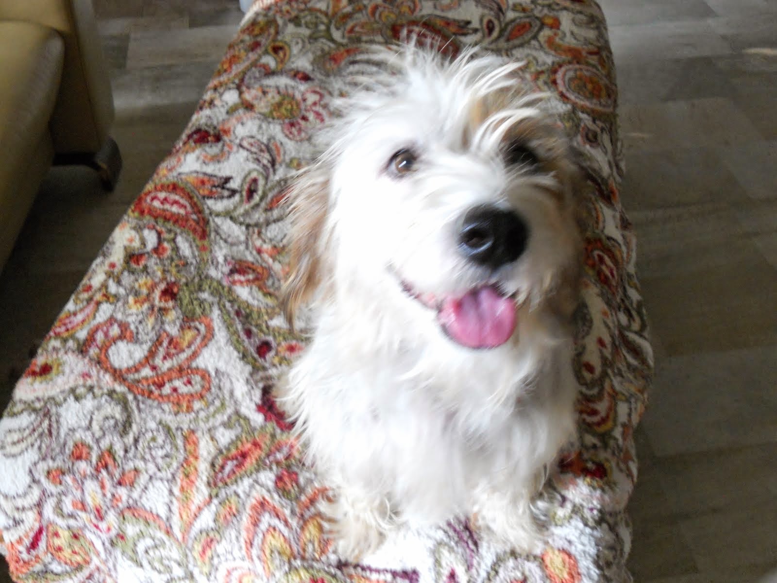 Brinkley & pups (Brinkley Adopted)