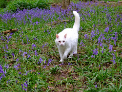 Big George in the wood