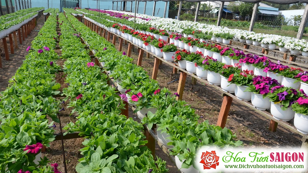 [Image: Lang-hoa-Tan-Quy-Dong-duoc-mua-hoa-tet-5.jpg]