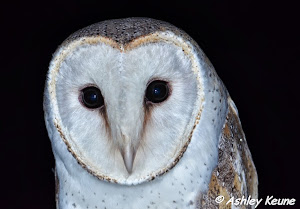 Barn Owl