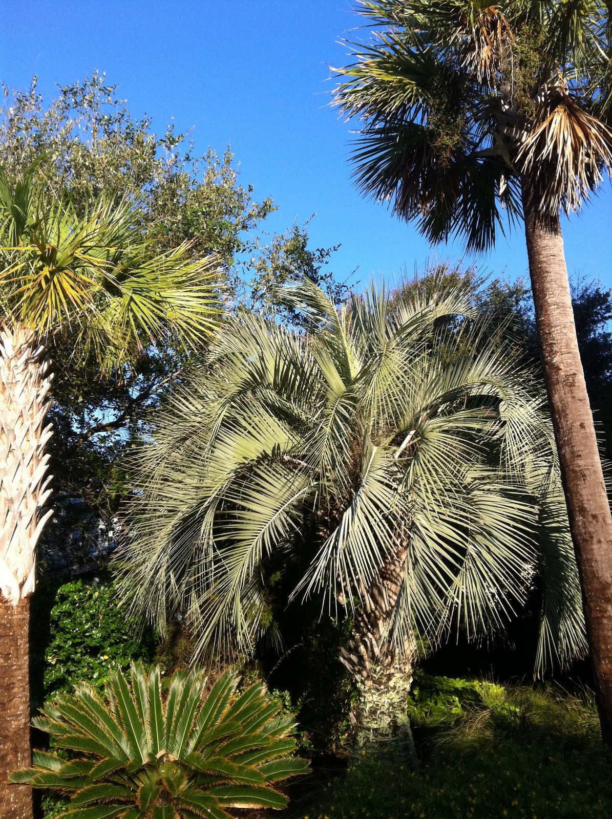 LaiChung Poon Gardens South Carolina Palm vs. Palmetto (Palm is taller)