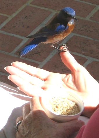download feeding bluebirds mealworms download feeding bluebirds mealworms
