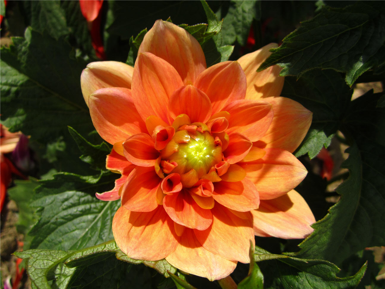 The story of our life returning to England from BrayesousFaye