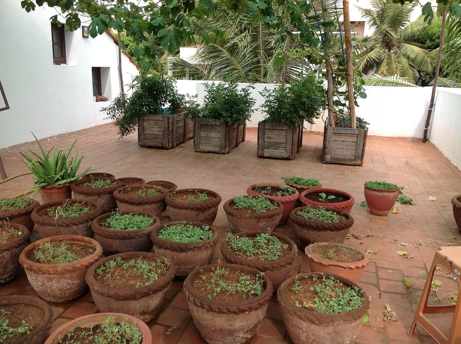 ORGANIC Thoughts My vegetable terrace garden