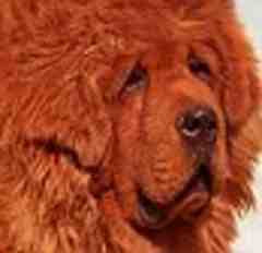 Red Tibet Dog