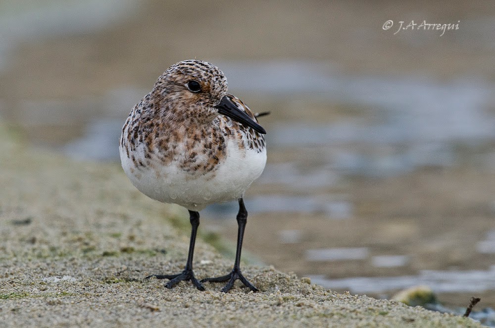 Correlimos tridactilo, Calidris alba, Sanderling Correlimos tridactilo, Calidris alba, Sanderling