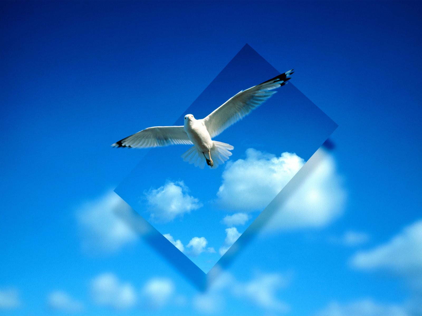 http://1.bp.blogspot.com/-XQGMP2mMriM/T7o67ebe7sI/AAAAAAAABeI/3W0ze7u1Fh8/s1600/Beautiful+Useen+Unique+White+Birds+Falcon+Eagle+Sparrow+Ducks+Hd+Birds+Desktop+Wallpapers.jpg+%284%29.jpg