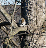 Squirrel in Ferida's tree