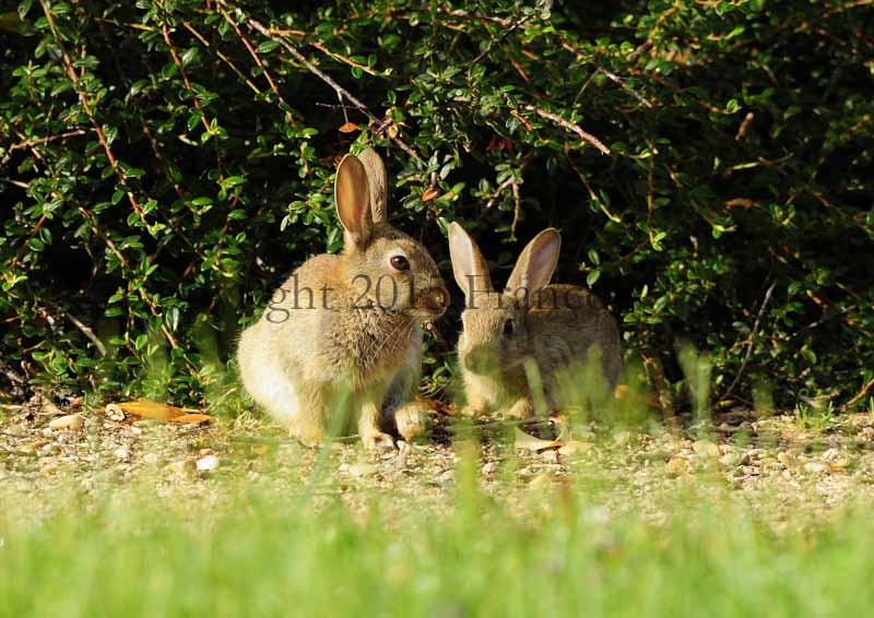 Lapin de garenne