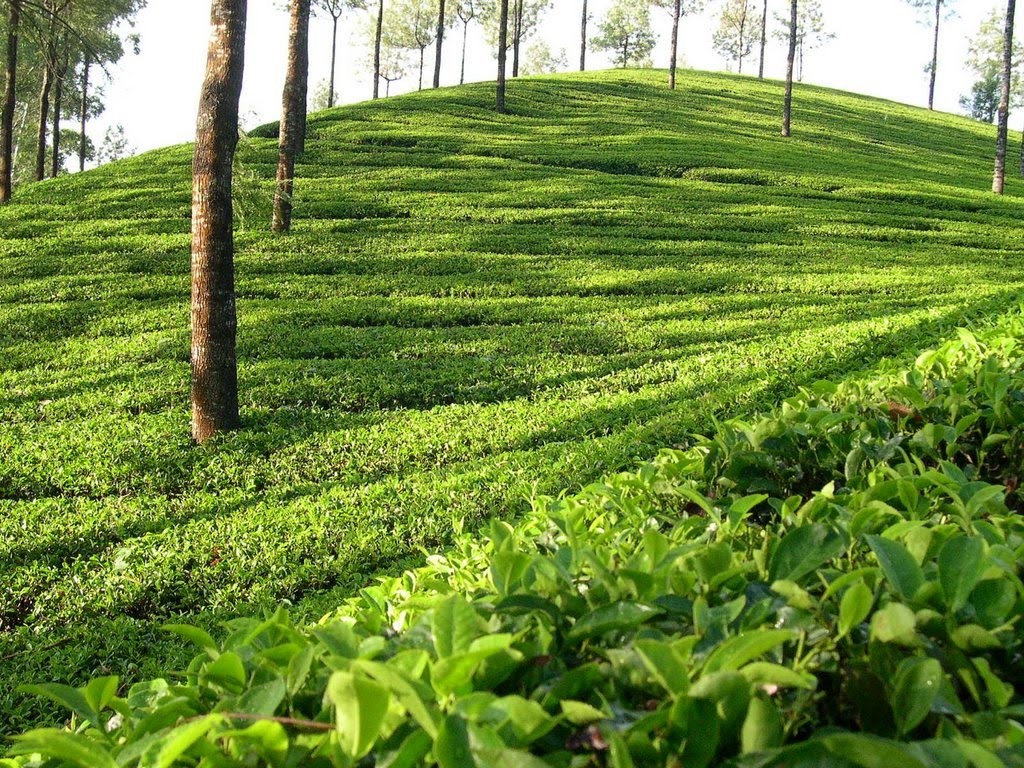 Sylhet Tea Garden Beauty of Nature