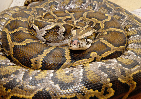 Benedict Cumberbatch on Jimmy Kimmel Live!