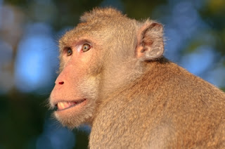 domdeen/FreeDigitalPhotos.net