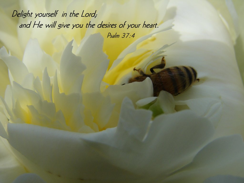 Delight yourself in the lord and he will give you the desires of your