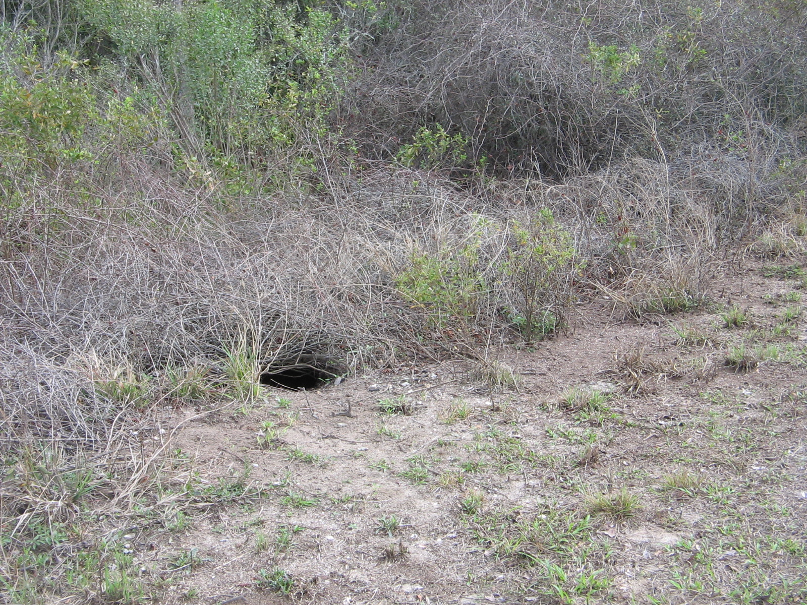 Online Journal of Adventures Gopher Tortoise Alley