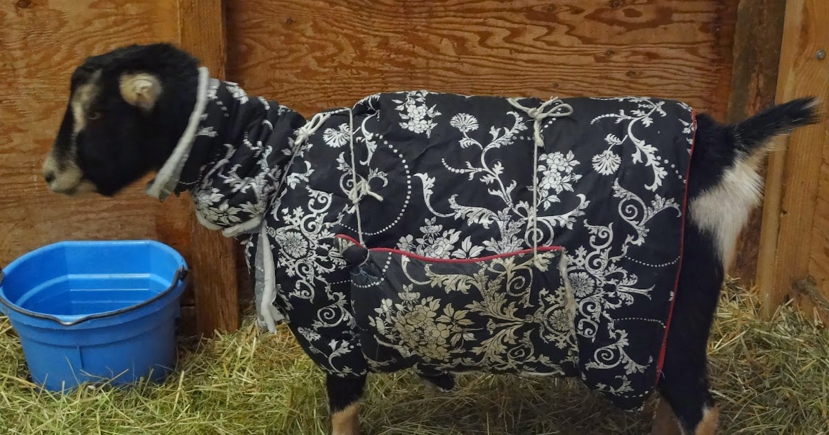 God's Garden Lamancha Goats Goats in Blankets