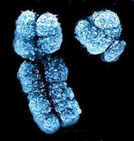 chromosomy x i y