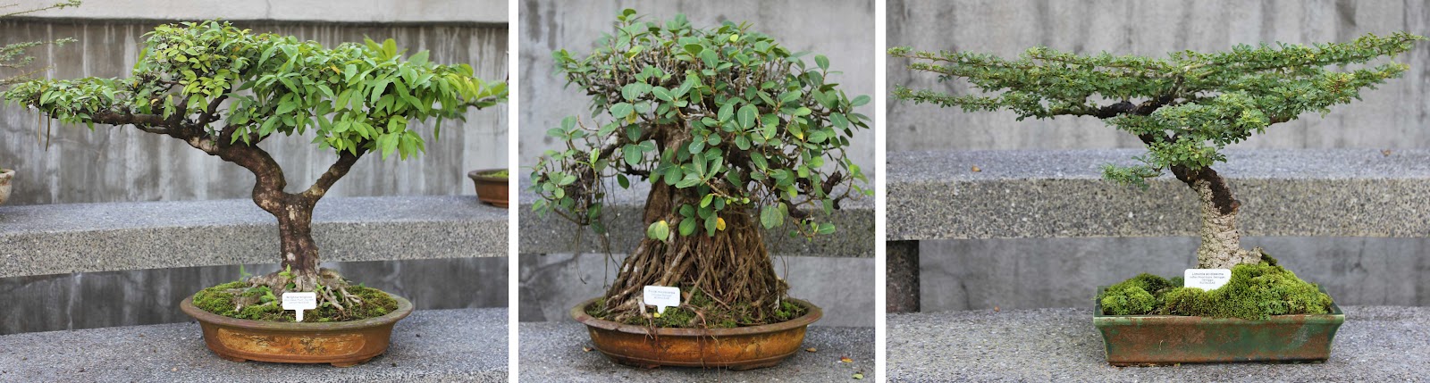 Bonsai Blog | Bonsai Blog | Page 6