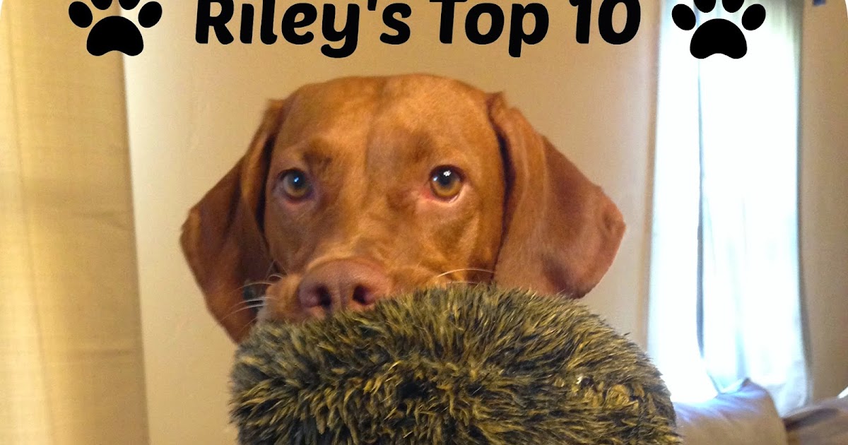Living the life of Riley Top 10 Vizsla Toys