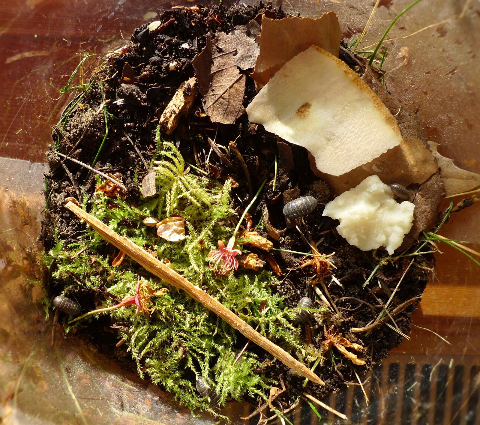 The Dragonfly Mother Pill Bug Habitat