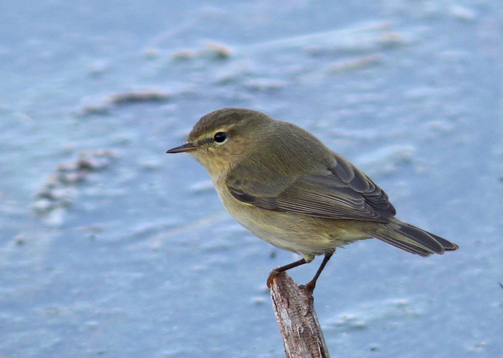 Chiffchaff