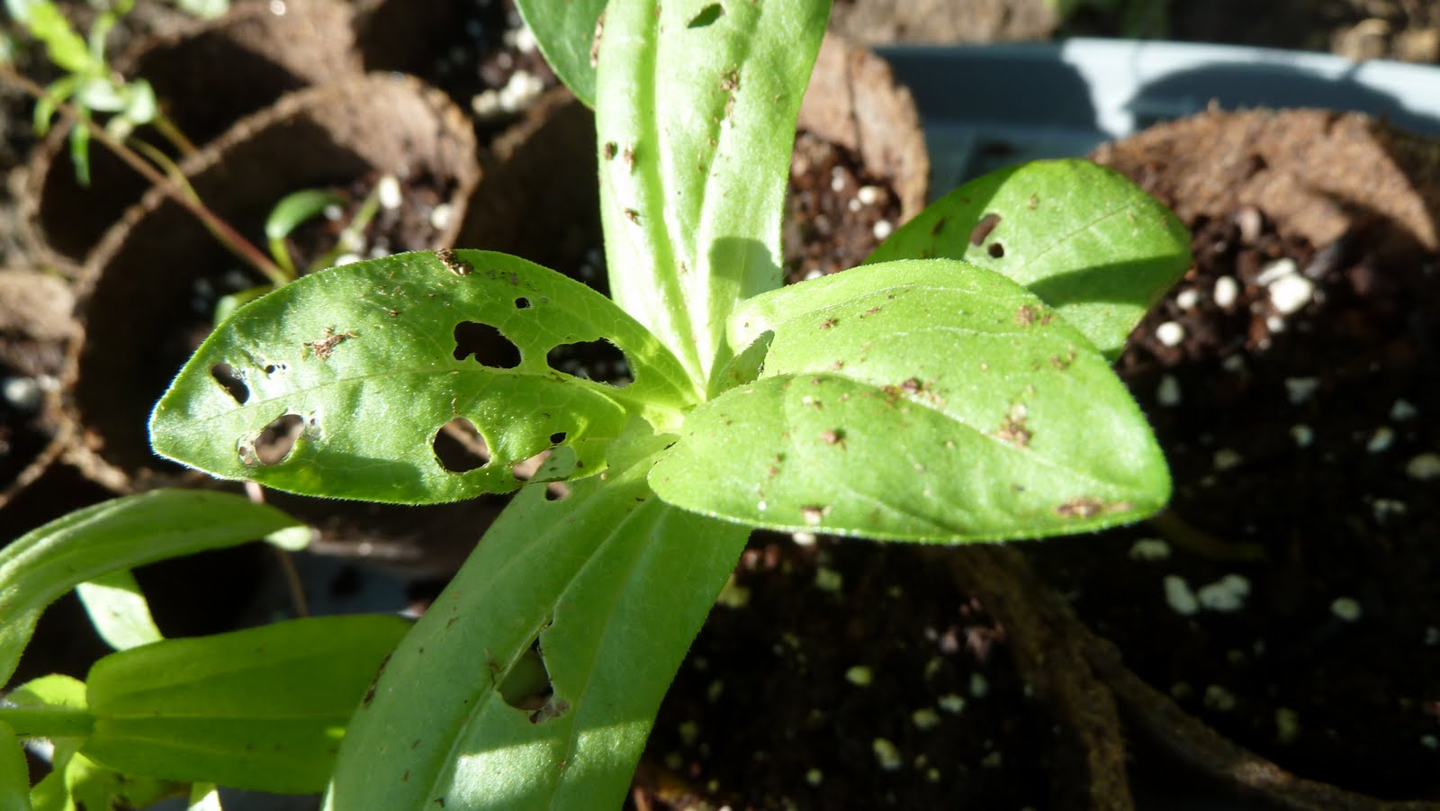 Reilly Gardens Picture Updates