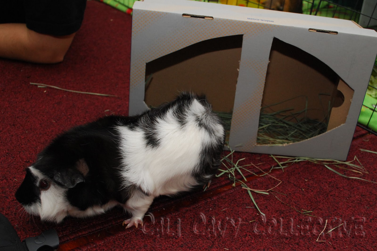 Cali Cavy Collective: a blog about all things guinea pig: DIY guinea