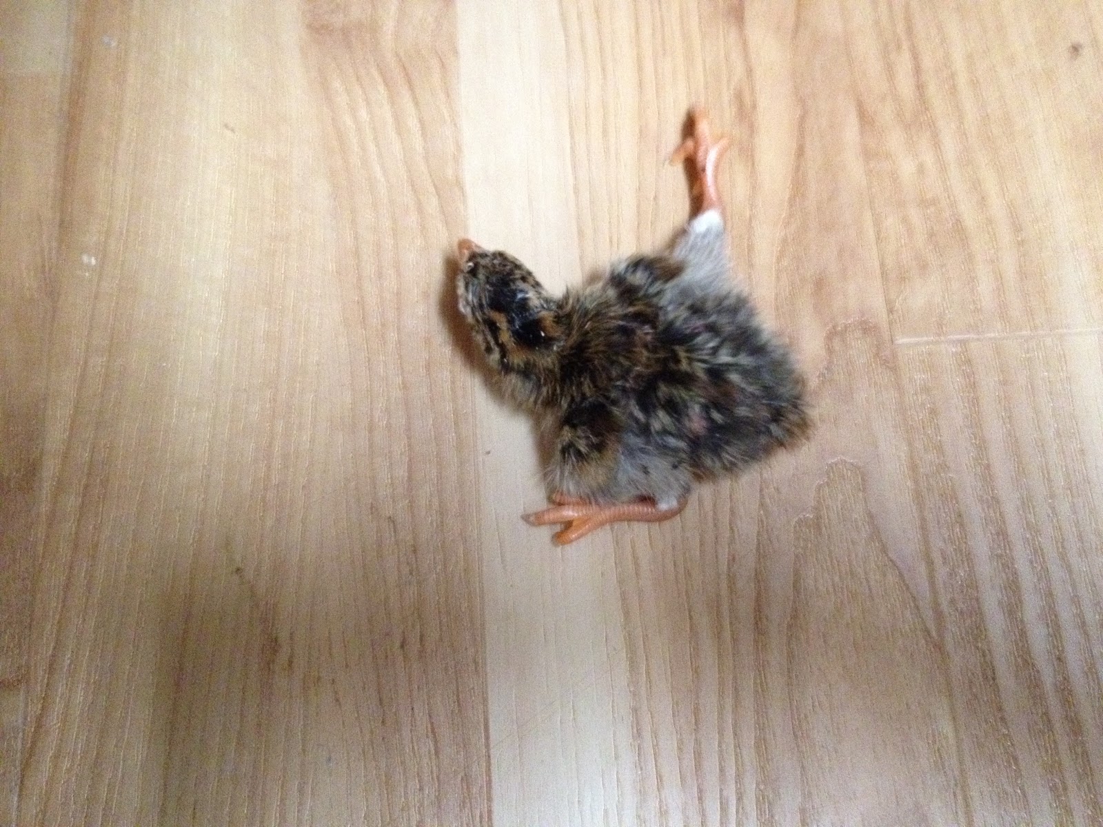 Murano Chicken Farm Spraddle leg, the band aid fix