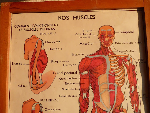 Vintage French Posters Botany Animals Anatomy, old World Maps from