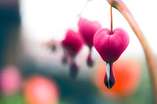 Heart shaped plants