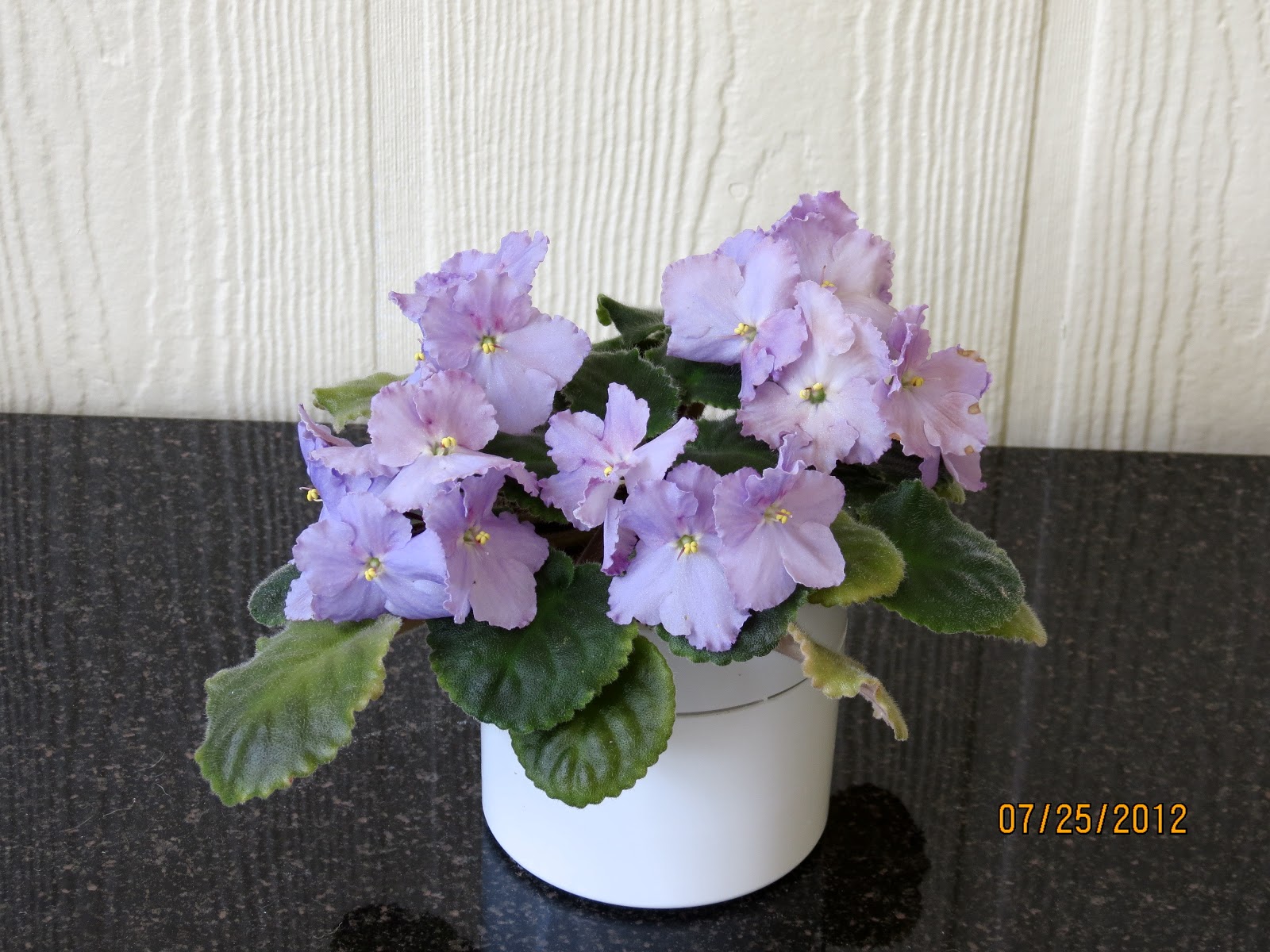 Marilyn's Florida Garden My African Violets