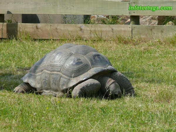 tortuga aldabra