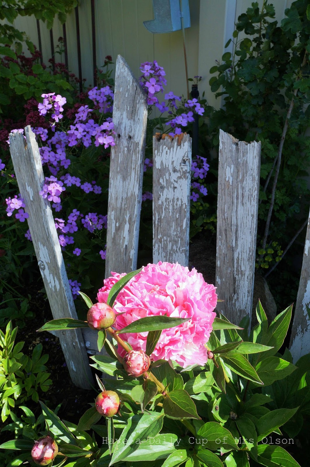 Double Delicious. . .Garden Gate Love Have a Daily Cup of Mrs. Olson