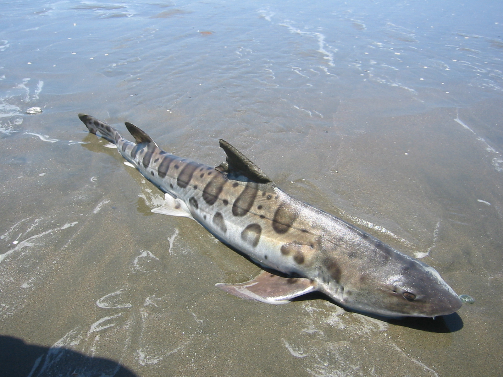 Are Sharks Mammals