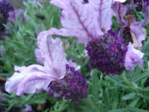 FLORES DE MI JARDÍN