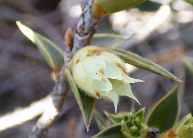 Wedding Flowers Blog Janice S Winter Wedding Flowers New Place