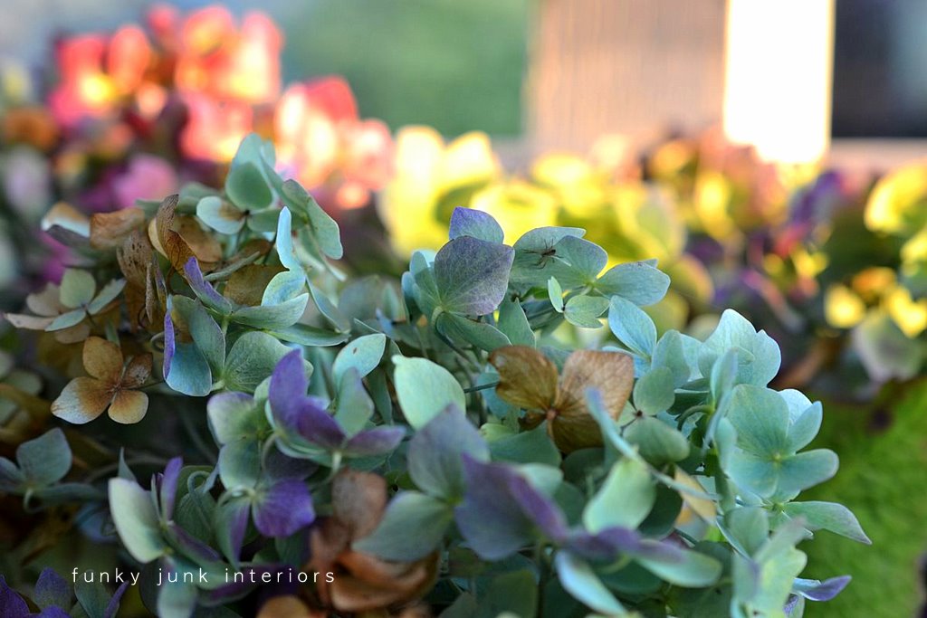 Proven Winners Colorchoice Plant Of The Week Plant Of The Week