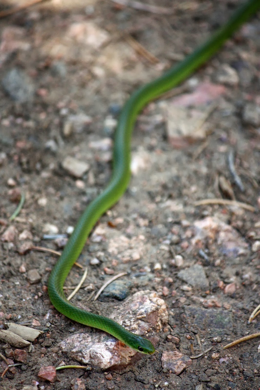 A is for Adventure Chamisa Trail (Santa Fe, New Mexico)